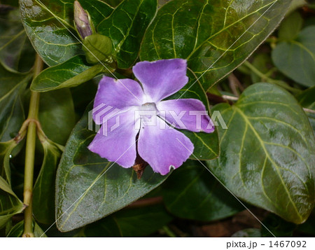 蔓日日草 1467092