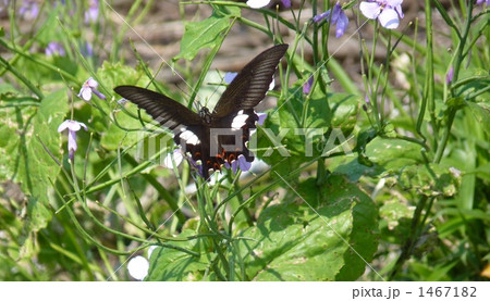 アゲハ蝶 1467182