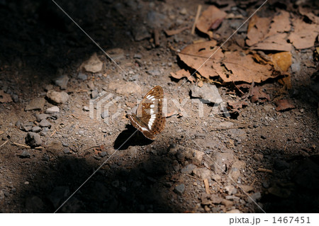 山道で見つけたイチモンジチョウ 1467451
