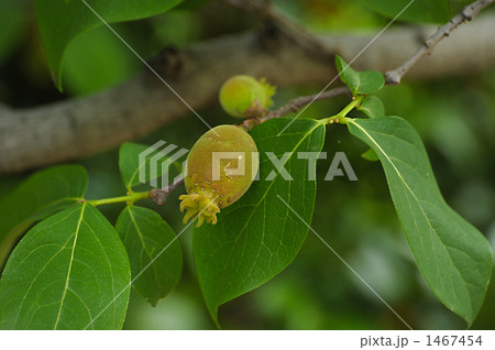 蝋梅の実 1467454