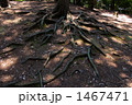 木の根 1467471