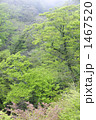 霧晴れる頃 1467520