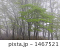 霧に浮かぶ 1467521