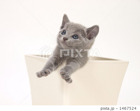鉢に入ったロシアンブルーの子猫 鉢に入ったロシアンブルーの子猫 1467524