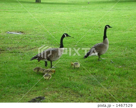 カナダガンの親子 1467529