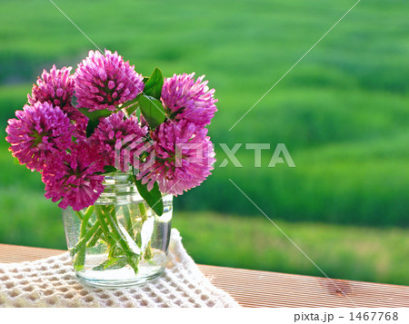 草原をバックにしたピンクのシロツメクサの花束の写真素材