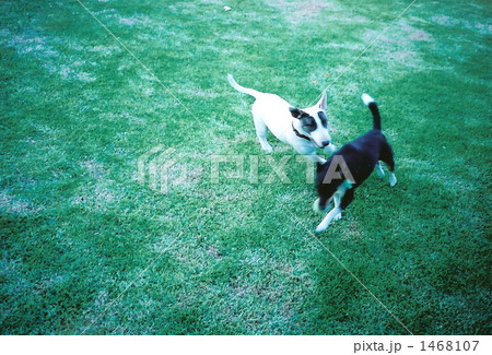 遊ぶ犬 1468107