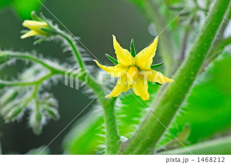 トマトの花 1468212
