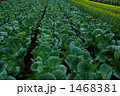 緑眩しいキャベツ畑 1468381
