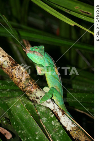 祈り 祈り 1468536