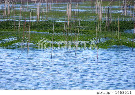 青海苔の海 1468611