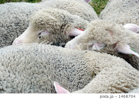子羊の居眠り 1468704