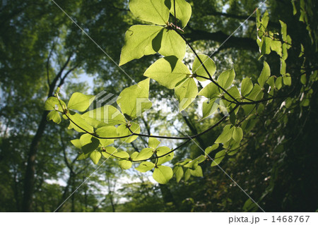 魚眼レンズで若葉 魚眼レンズで若葉 1468767