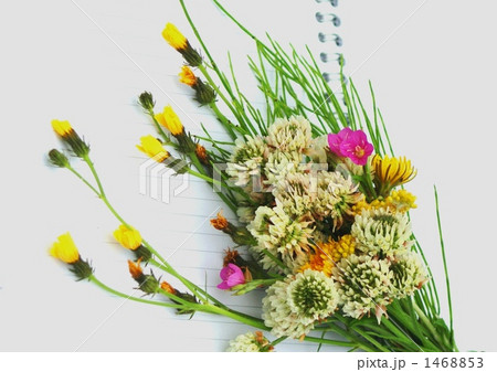 道草の草 1468853