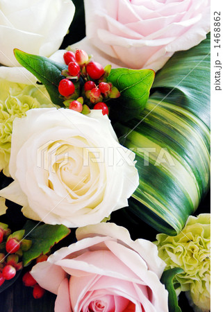 白とピンクの薔薇 1468862