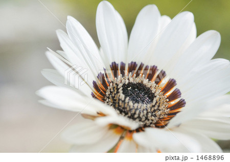 ベニジウム ベニジウム 1468896