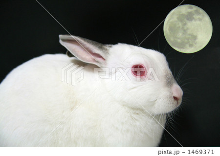 十五夜 十五夜 1469371