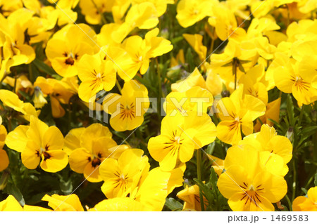 パンジー03 1469583