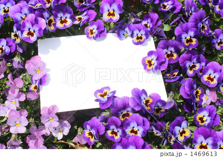 パンジーとホワイトボード02 1469613
