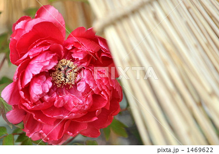 冬牡丹 冬牡丹 1469622