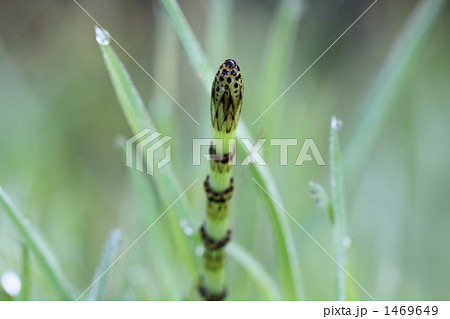 みずみずしいスギナ みずみずしいスギナ 1469649