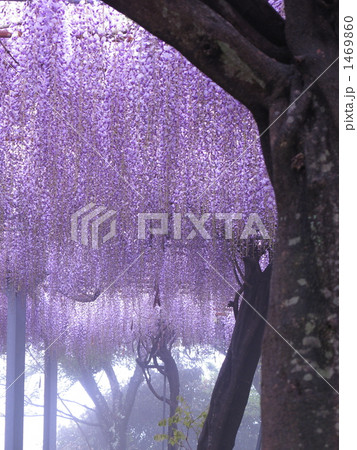 藤の花 1469860