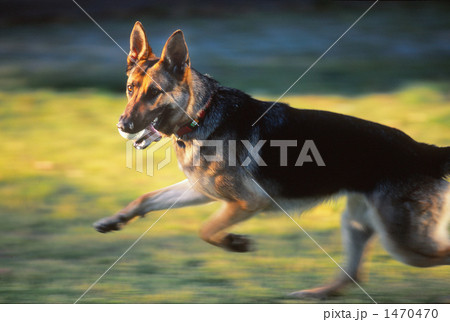 シェパード 1470470