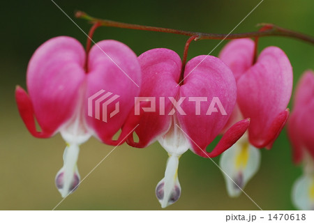 春の妖精 1470618