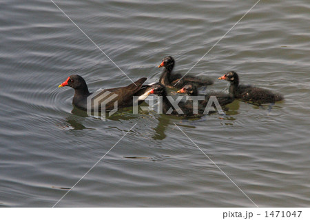 バンの親子 バンの親子 1471047