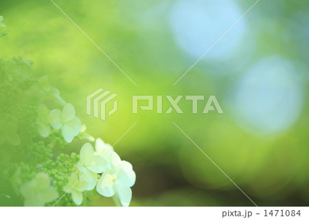 紫陽花 紫陽花 1471084