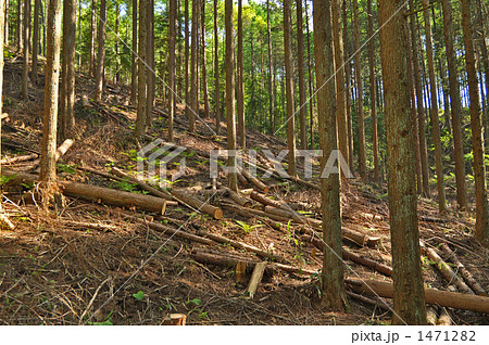 カラマツ林の間伐 カラマツ林の間伐 1471282