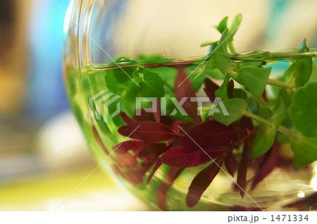 水草 1471334