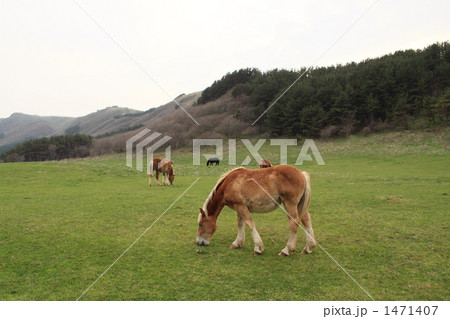 尻屋崎の寒立馬 1471407