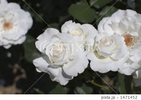 薔薇(マーガレットメリル)と蜜蜂 薔薇(マーガレットメリル)と蜜蜂 1471452