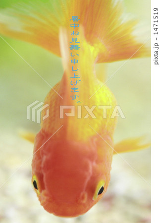 金魚 1471519