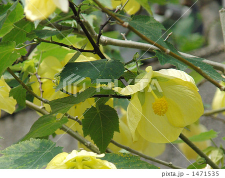 アブチロン 1471535