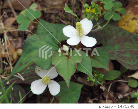 どくだみ どくだみ 1471540