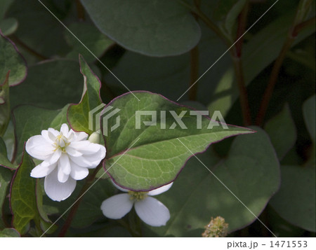 八重ドクダミ 八重ドクダミ 1471553