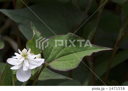 八重ドクダミ 八重ドクダミ 1471558