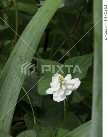 八重ドクダミ 1471562