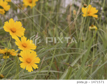 オオキンケイギク 1471571