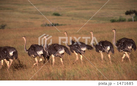 ダチョウ 1471685