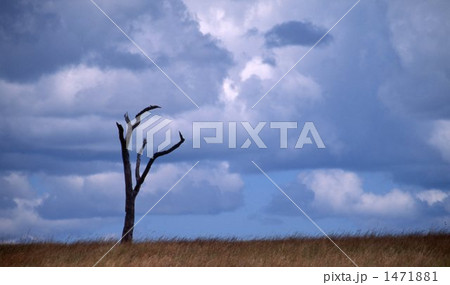 マサイマラ マサイマラ 1471881