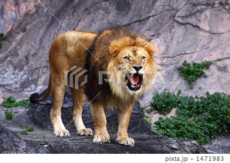 ライオン ライオン 1471983