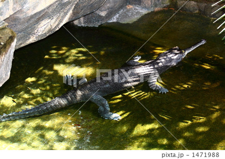 インドガビアルです インドガビアルです 1471988