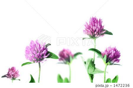 ムラサキツメクサ 複数 白背景 合成 ムラサキツメクサ 複数 白背景 合成 1472236