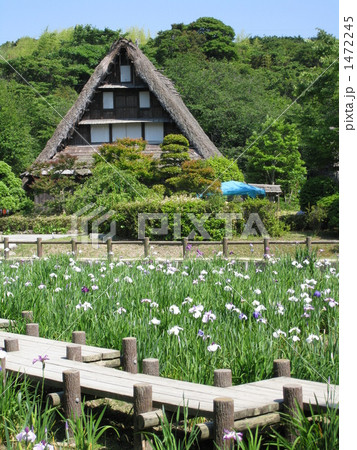 民家の菖蒲 1472245