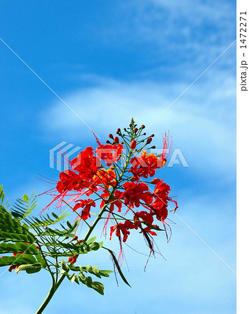 蝶が舞う 1472271