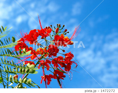 蝶が舞う 1472272