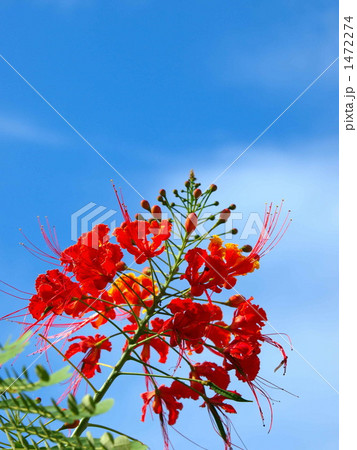 蝶が舞う 1472274